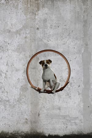 Animal Shelter: Prologue